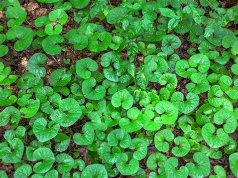 Our Favorite Ground Cover Plants to Grow in Virginia - PlantNative.org
