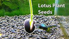 how to grow lotus from seed day where to grow lotus plants from seeds how to grow lotus from seed day where to grow lotus plants from seeds