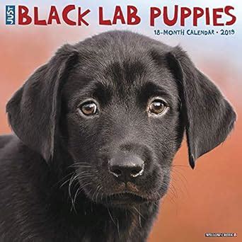 Buy Just Black Lab Puppies 2019 Calendar Book Online at Low Prices in ...