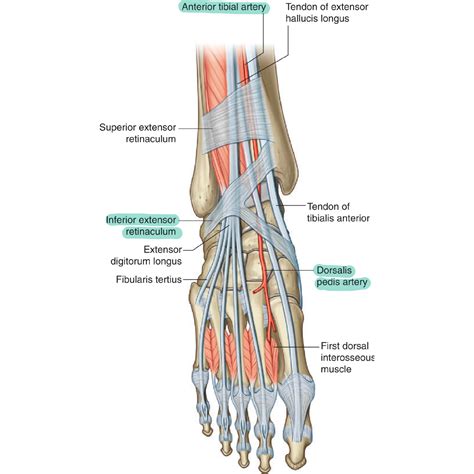 Pulses In Dorsalis Pedis at Stephanie Rahn blog