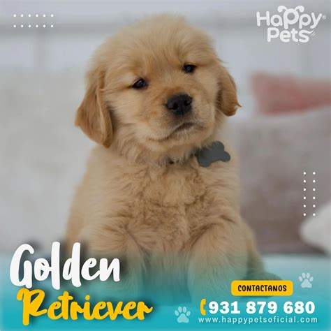 Golden Retriever precio - Conoce más aquí - Happy Pets Perú