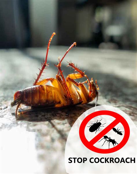 Cockroach Infestation 的图像结果