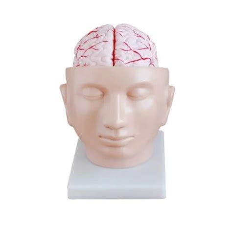 ANATOMICAL MODELS – REVITI