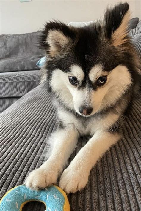 Image result for Flavored Java Cigars