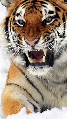 Iphone X Wallpaper Tiger by Felines Tiger Wallpaper For Iphone X 8 7 6 Free Iphone X Wallpaper Tiger