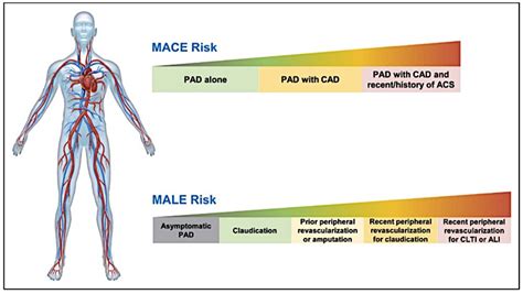 Bleeding Risk in Patients with Peripheral Arterial Disease