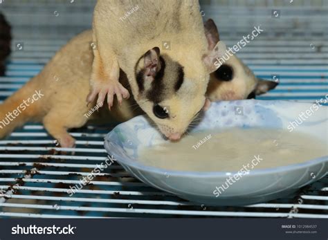 Petaurus Breviceps Sugar Glider Special Pet Stock Photo 1012984537 ...