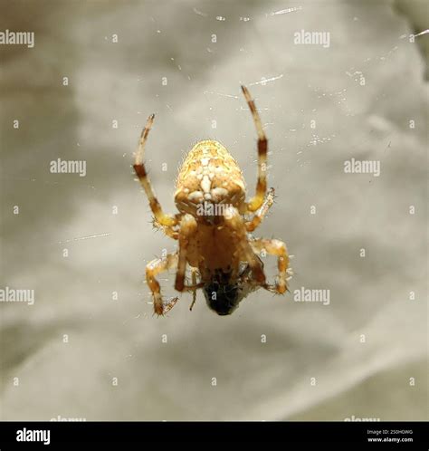 Cross Orbweaver (Araneus diadematus Stock Photo - Alamy