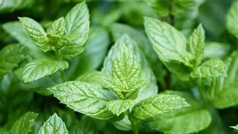 Mentha Oil Rate Today falls 0.6% on Apr 5 2024 | Stock Market News