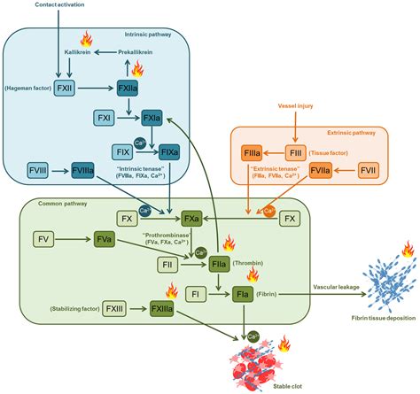 Clinical Pharmacology Clotting Cascade Modern View Of Coagulation