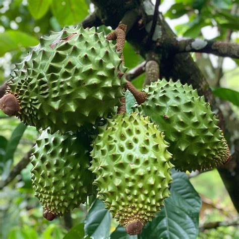 10 Annona Muricata Soursop Seeds, Graviola Tropical Fruit Tree, Exotic ...
