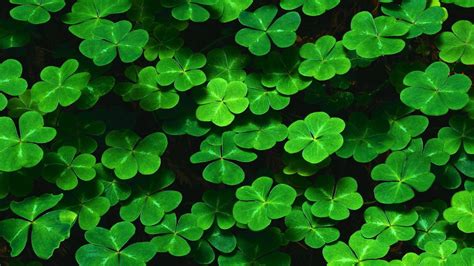 Four Leaf Clover Three Leaf Clover HD Four Leaf Clover Wallpapers | HD ...