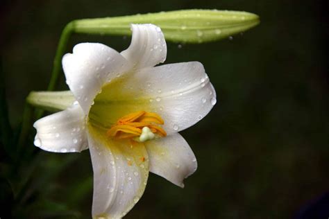 Are Easter Lilies Poisonous to Dogs?