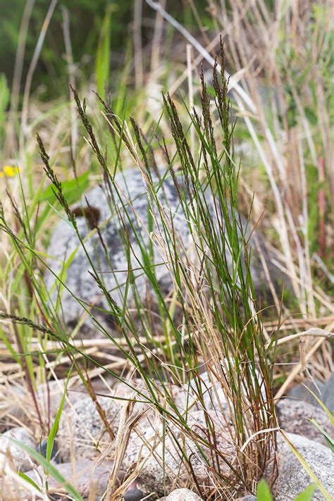 Poa palustris - Изображение особи - Плантариум