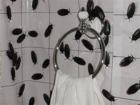 cockroach bathroom | photo by Jim & Margie Buckley | Candy Ford | Flickr