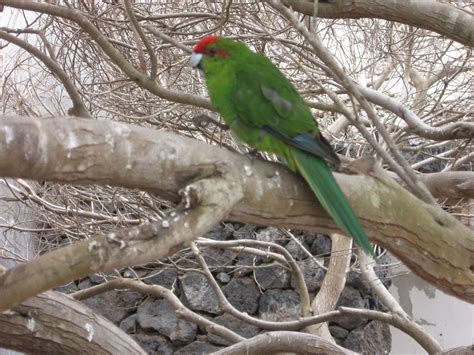 Wildlife In Lanzarote