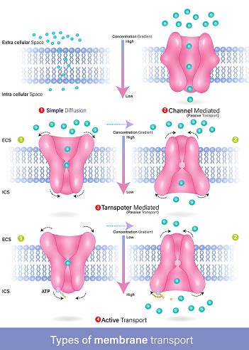 Image result for Diffusion Membrane
