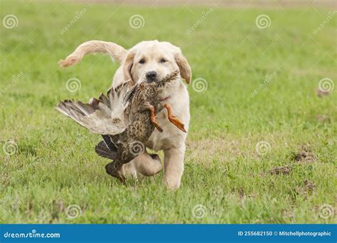 Image result for Training Retrieving Dogs