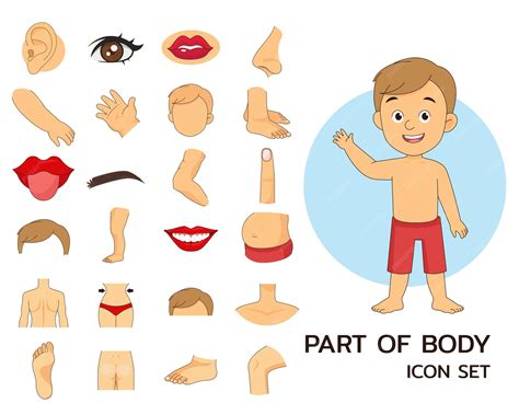 Part of body illustration | Premium Vector