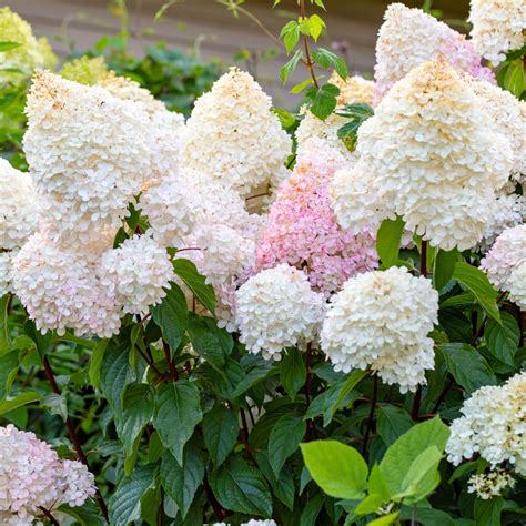 Vanilla Strawberry Hydrangea - Patuxent Nursery