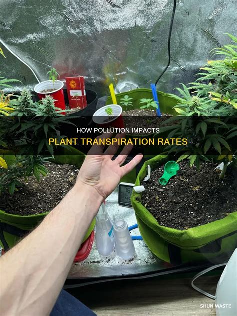 How Pollution Impacts Plant Transpiration Rates | ShunWaste