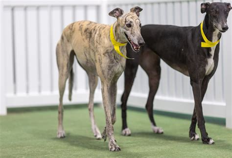 Luxury Dog Boarding in Ponte Vedra Beach, FL | DogBeach