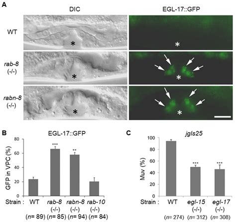 Rab8 and Rabin8-Mediated Tumor Formation by Hyperactivated EGFR ...