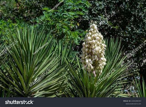 Yucca gigantea (Yucca elephantipes, Yucca guatemalensis) Foto de stock 2191284357 | Shutterstock - adaptations of yucca