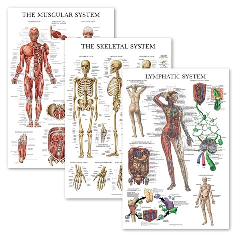 3 Pack - Muscle Skeleton Lymphatic System Anatomy | Ubuy India