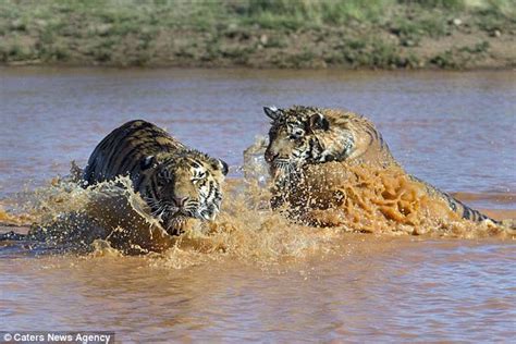 两只老虎好兄弟：扑通跳下水背溺水兄弟上岸 - 神秘的地球 科学|自然|地理|探索