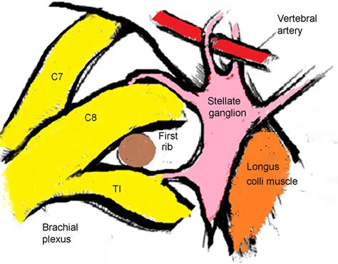 Stellate Ganglion Anatomy