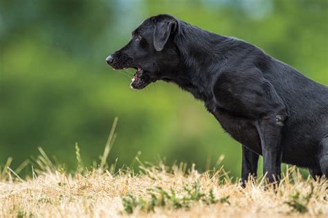 How To Stop Dog Barking Issues - Pets Training and Boarding