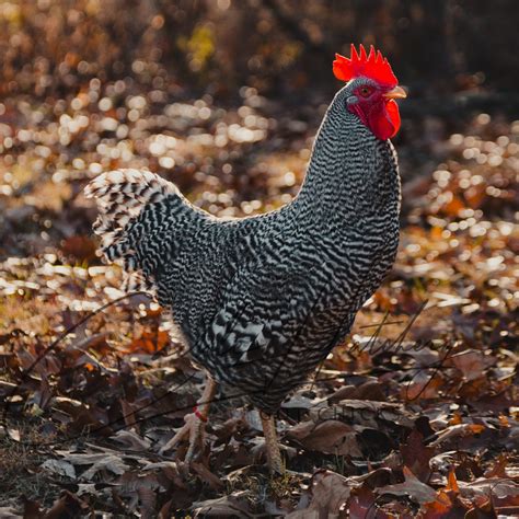 Partridge Rock Chicken Eggs