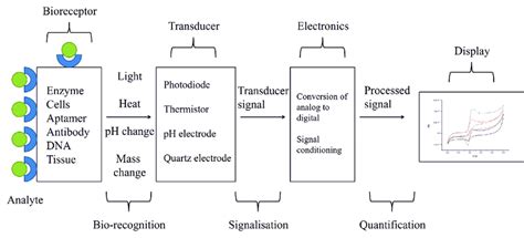Image result for How Does a Biosensor Work