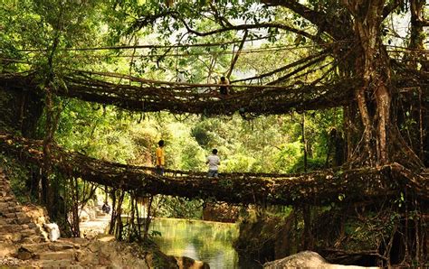 Living Root Bridges ~ India GK, Current Affairs 2020