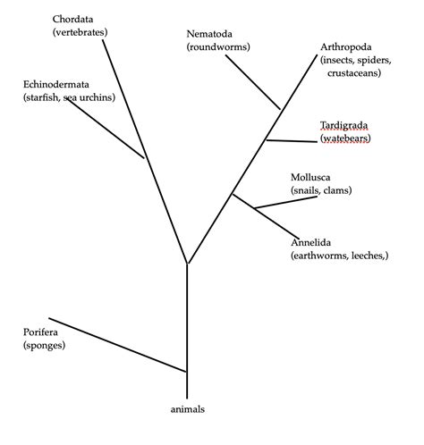 Taxonomy part 2: Butterfly families – The Nature of Things