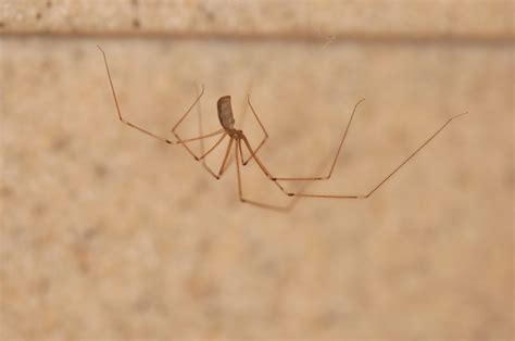 cellar spiders (Family Pholcidae) | spidersrule