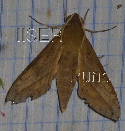Ramana Athreya @ IISER-Pune : Sphingid Species Notes
