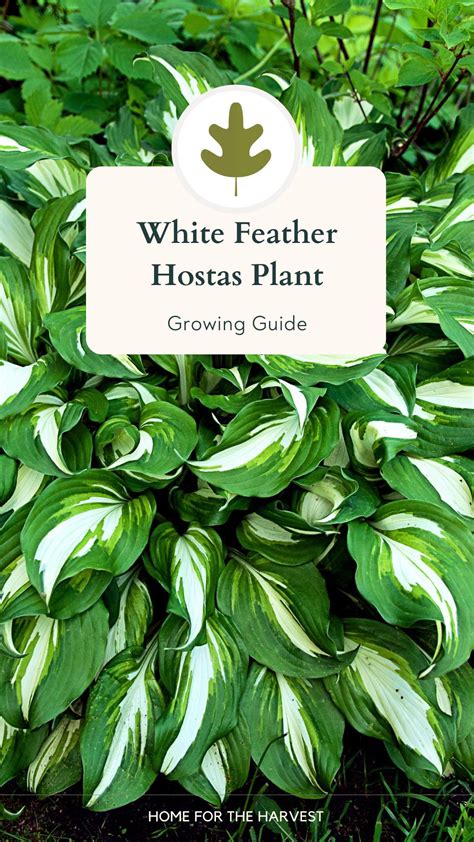 White feather hosta – Artofit