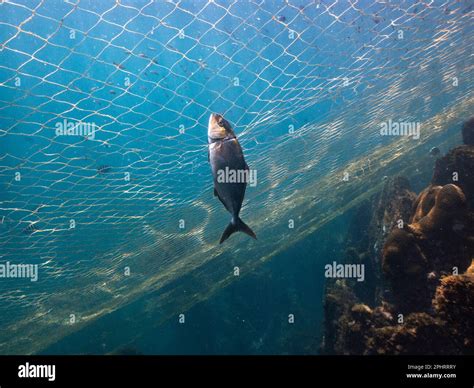 A small amberjack (Seriola dumerili) caught on a gill net in SE Brazil Stock Photo - Alamy