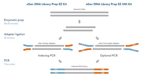 DNA Library Prep Protocol 的图像结果