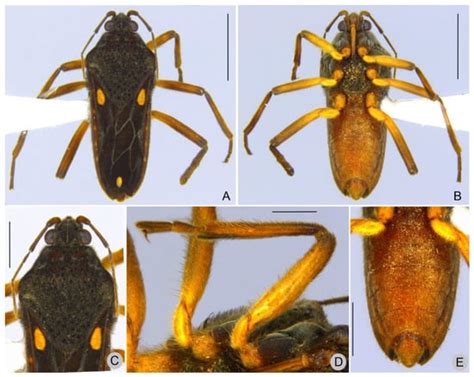 New Species, New Records, and Updated Key to the Paravelia (Hemiptera ...