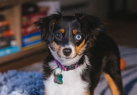 Chihuahua Australian Shepherd Mix