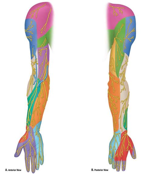 Peripheral Nerve Distribution 的图像结果