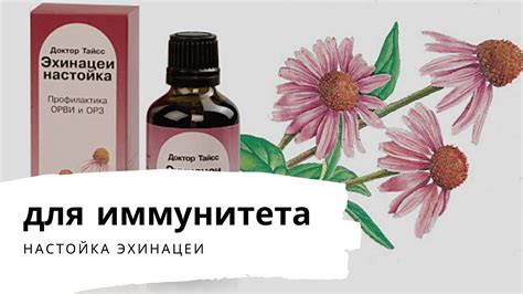 Настойка эхинацеи: как принимать для иммунитета, отзывы