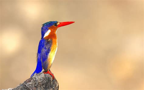 Download wallpaper 3840x2400 malachite kingfisher, bird, beak, bright ...