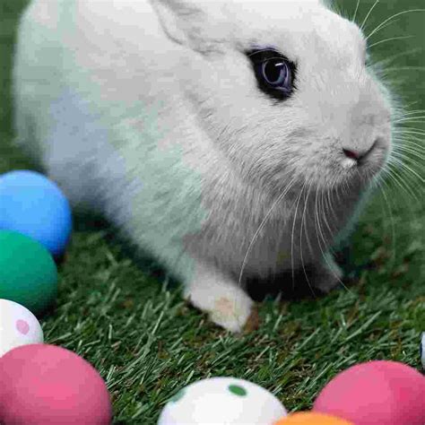 Does Rabbits Lay Eggs at Joseph Larrick blog