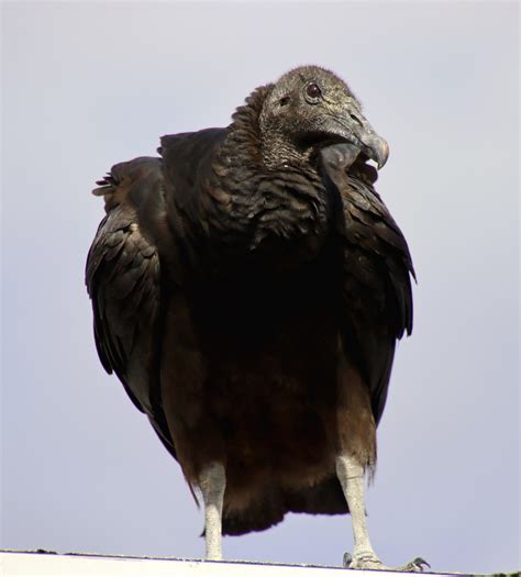 Vulture Bird Of Prey - Free photo on Pixabay