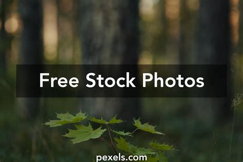 Image result for Sapling Mac