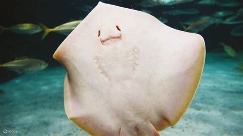 Aquarium of Cattolica ticket - Klook India